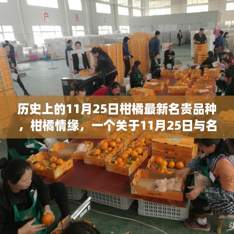 11月25日柑橘情缘，名贵品种的温馨故事