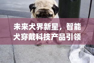 智能犬穿戴科技新星崛起，引领犬界潮流风潮