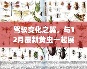 驾驭变化之翼，与12月最新黄虫一起展翅飞翔的励志之旅