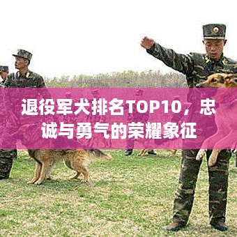 退役军犬排名TOP10，忠诚与勇气的荣耀象征