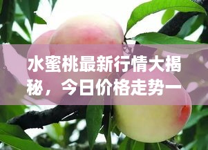 水蜜桃最新行情大揭秘，今日价格走势一网打尽