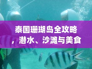 泰国珊瑚岛全攻略，潜水、沙滩与美食的完美体验！