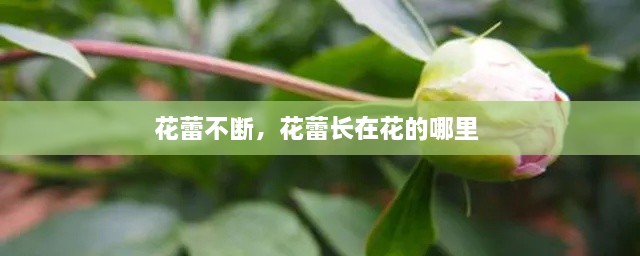 花蕾不断，花蕾长在花的哪里 