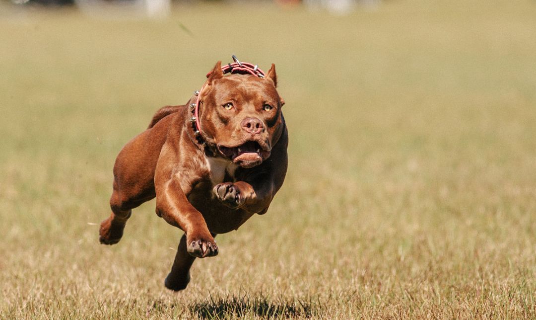 恶犬事件最新动态，关键词解析与详细内容揭秘