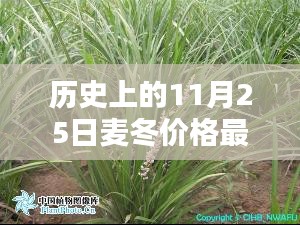 历史上的11月25日麦冬价格揭秘，最新行情与小巷深处的宝藏探索