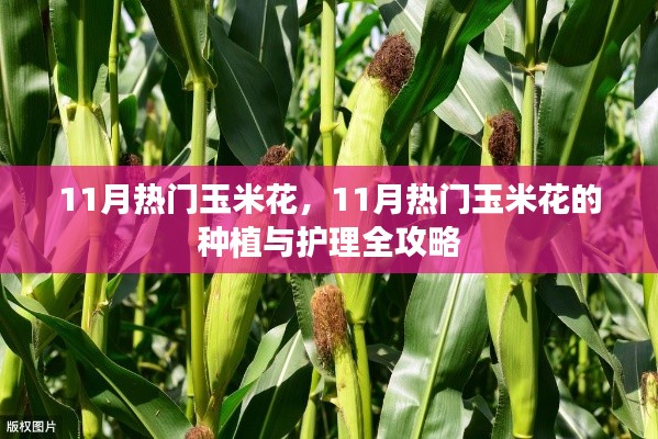 11月热门玉米花，种植与护理全攻略