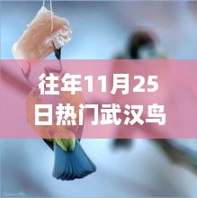 往年11月25日武汉鸟洞现象深度解析，特性、体验、竞品对比与用户群体分析全解析