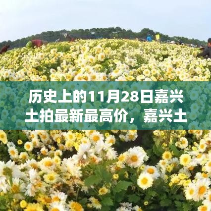 11月28日嘉兴土拍刷新纪录，与自然美景的巅峰邂逅之旅