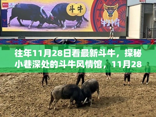 探秘斗牛风情馆，11月28日的独特体验与往年斗牛盛宴回顾