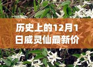 透视市场波动与观点碰撞，历史上的威灵仙最新价格分析（12月1日）