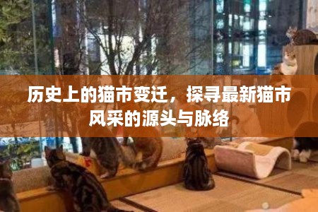 探寻猫市变迁史，历史脉络与最新风采之源