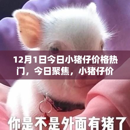 12月1日小猪仔价格热门动态，市场解读与今日聚焦