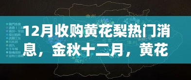 金秋十二月，黄花梨市场风起云涌的收购热潮