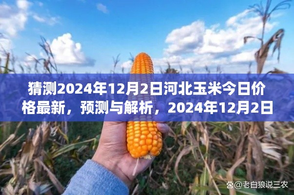 2024年河北玉米价格预测与解析，今日价格展望及未来趋势分析