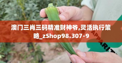 澳门三肖三码精准财神爷,灵活执行策略_zShop98.307-9