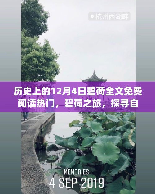 碧荷之旅，探寻自然美景的奇妙旅程，12月4日开启心灵宁静之旅