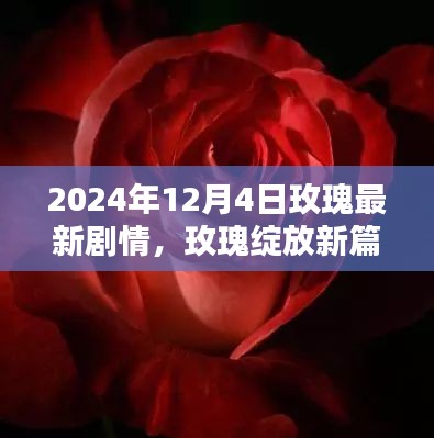 玫瑰绽放新篇章，深度解析剧情与剧情预告（2024年12月4日）