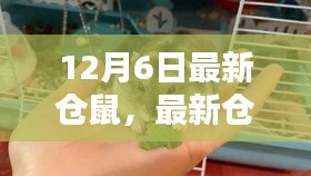 全方位仓鼠养护指南，从新手入门到进阶，仓鼠照顾的每一步详解（最新仓鼠养护资讯，12月6日更新）