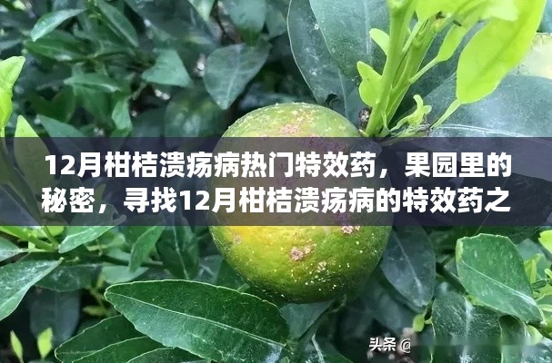 寻找果园秘密，揭秘十二月柑桔溃疡病特效药之旅