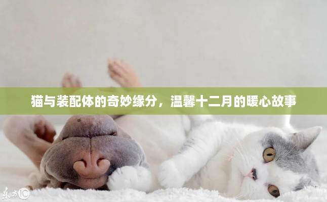 猫与装配体的奇妙缘分，温馨十二月的暖心故事