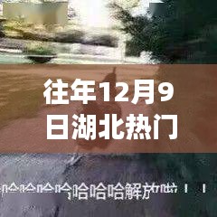 揭秘湖北权力走廊，十二月九日热门官员背后的故事与偶遇的小店魅力