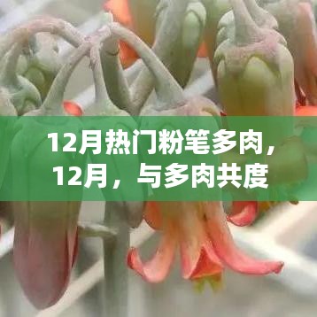 12月多肉热潮，与绿色共度温馨时光