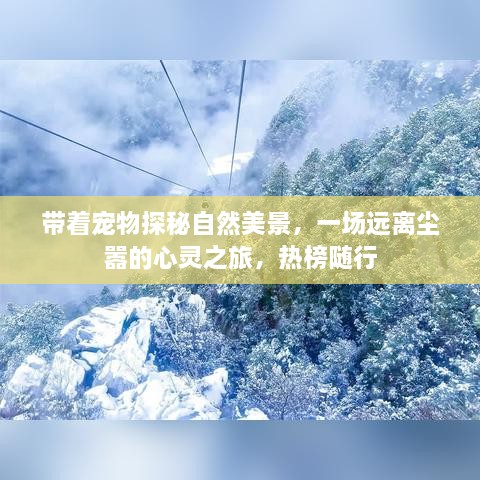 热门推荐，宠物相伴的自然探秘之旅，心灵与美景的热榜随行