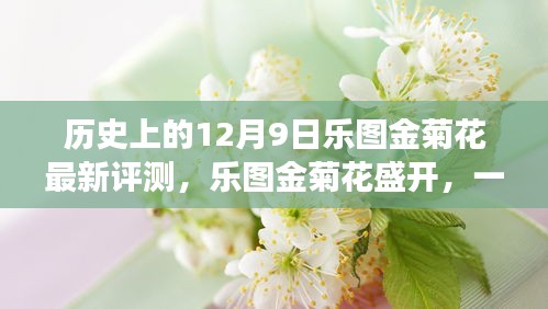 乐图金菊花盛开，历史上的十二月九日故事与最新评测揭秘