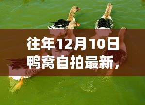 『往年12月10日鸭窝自拍现象深度解析与观点阐述』