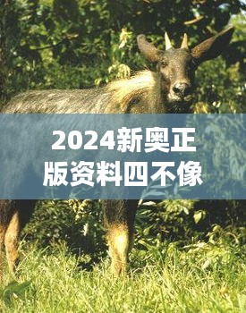 2024新奥正版资料四不像349期：开启智慧的另类途径