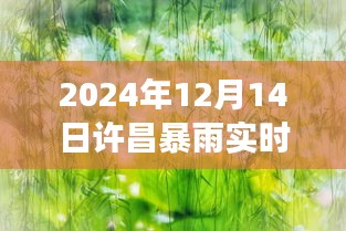 风雨中的许昌，自信成长旋律与暴雨实时动态纪实