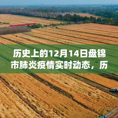 历史上的12月14日盘锦市肺炎疫情实时动态，深度解析与洞察