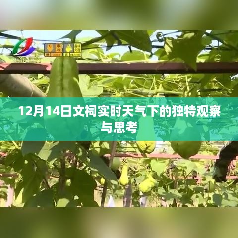 文祠独特观察，12月14日实时天气下的沉思与感悟