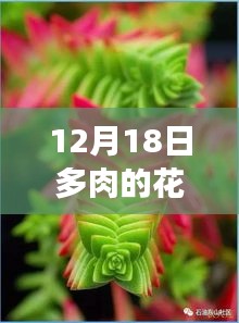 12月18日多肉花期与果实成熟时间解析，多肉植物的生长周期研究