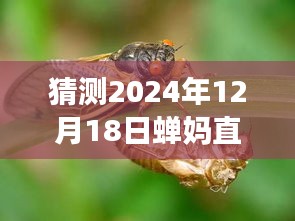 蝉妈直播预测与展望，2024年数字盛宴的实时数据猜想