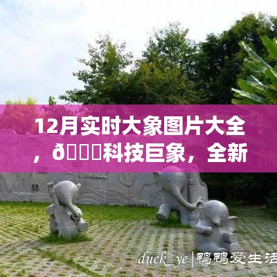 科技与自然共舞，实时大象图片大全，领略巨象风采，全新体验开启！