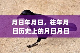 历史与现实交汇，月日月日的时光轨迹与最新动态猜测