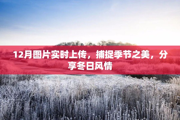 分享冬日风情，实时上传12月图片，捕捉季节之美