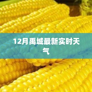 禹城12月最新实时天气预报