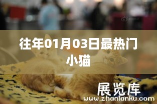 新年首周最火小猫盘点