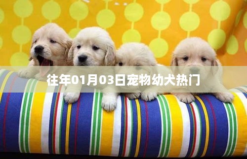 宠物幼犬热门资讯，历年一月三日概览