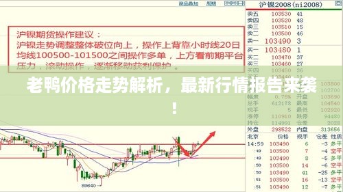 老鸭价格走势解析，最新行情报告来袭！