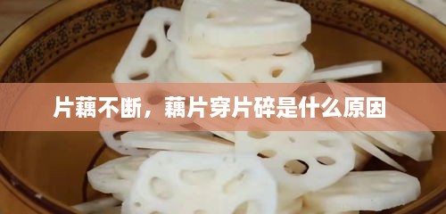 片藕不断，藕片穿片碎是什么原因 