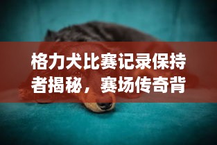 格力犬比赛记录保持者揭秘，赛场传奇背后的故事