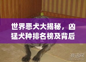 世界恶犬大揭秘，凶猛犬种排名榜及背后真相探究