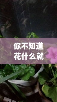 你不知道花什么就不断，你知不知道花儿谢了 