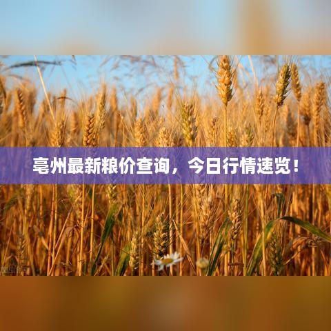 亳州最新粮价查询，今日行情速览！