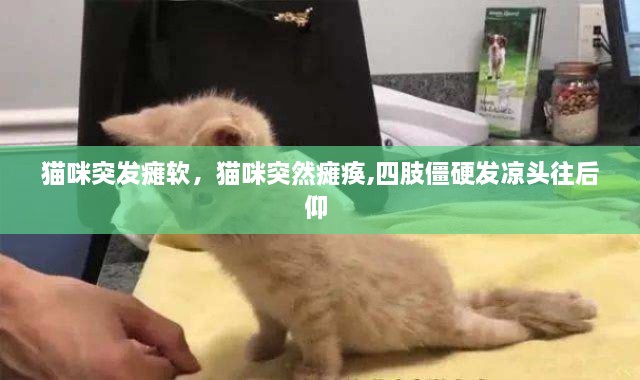 猫咪突发瘫软，猫咪突然瘫痪,四肢僵硬发凉头往后仰 