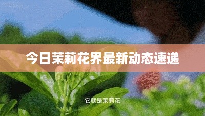 今日茉莉花界最新动态速递